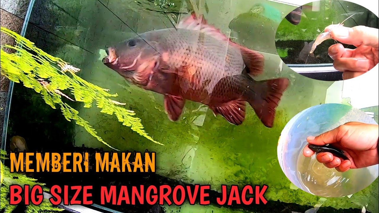 Tenyata Begini Cara Mangrove Jack Menyergap Mangsanya|Mangrove Jack