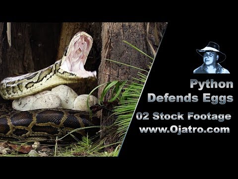 Python Defends Eggs 02 Footage