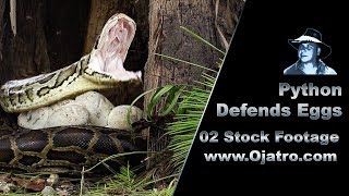 Celebrity Python Defends Eggs 02 Footage Wealth