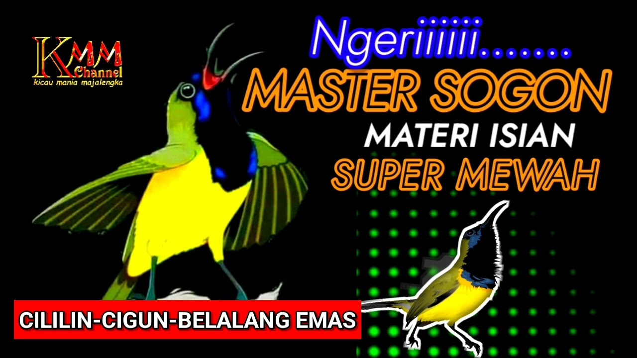 FULL materi isian mewah Masteran sogon tembakan cililin Vs bren cigun & belalang emas