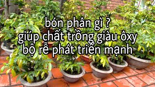 Bón phân định kỳ như thế nào giúp tăng cường hệ rễ cho cây?