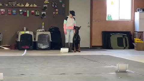 AKC Rally Intermediate Course #1