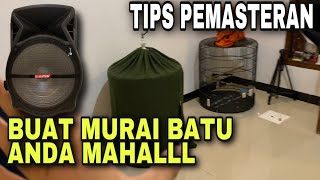 Tips memaster murai batu agar cepat gacor dan cerdas