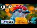 Incredible OLED Nature Video 16K HDR | Dolby Vision 120FPS (8K/4K Video TV)