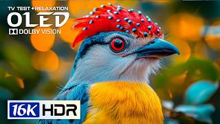 Incredible OLED Nature Video 16K HDR | Dolby Vision 120FPS (8K/4K Video TV)