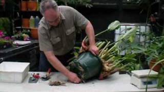 Harvesting Galangal Ginger grown in 12-inch Autopot.