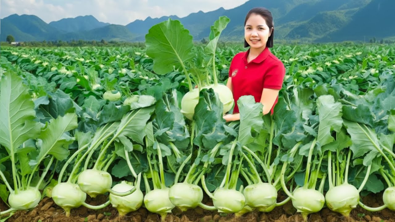 Harvesting 1000 + Fresh Kohlrabi To Sell At Market, Carrot Kohlrabi Salad | Phương Havest