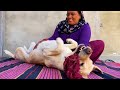Belly Rub Therapy By Mom | Labrador Dog Morning Routine | Belly Rubs Therapy
