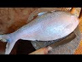 Big hilsa fish ilish cutting in fish market  fish cuttings  fish cutting skills