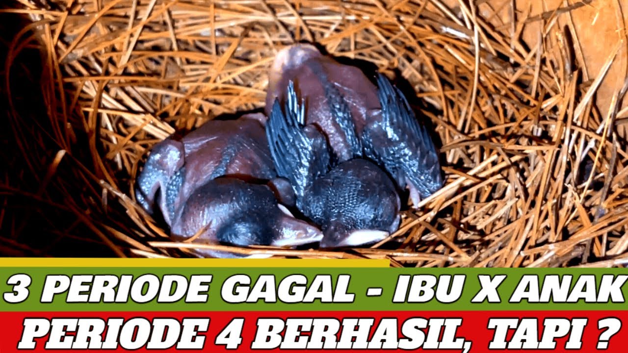 #inbredingmuraibatu 3 PERIODE GAGAL , II AKHIRNYA BERHASIL JUGA ANAKAN PERKAWINAN IBU X ANAK