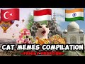 Cat memes family vacation compilation full
