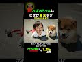 AIおばあちゃんの異常な世界 #AIおばあちゃん #柴犬 #AI動画 #ai赤ちゃん