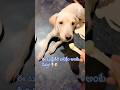 2 spoons Ice cream ❤️ total happiness! #puppy #icecream #puppylove #shorts#dogshorts #puppylife #
