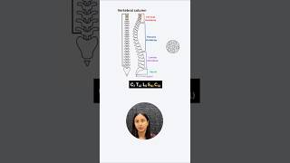 Vertebral Column Types Of Vertebrae