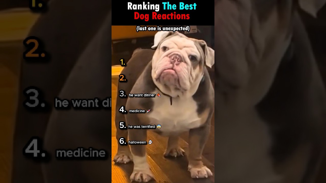 BEST DOG REACTIONS 🐶 