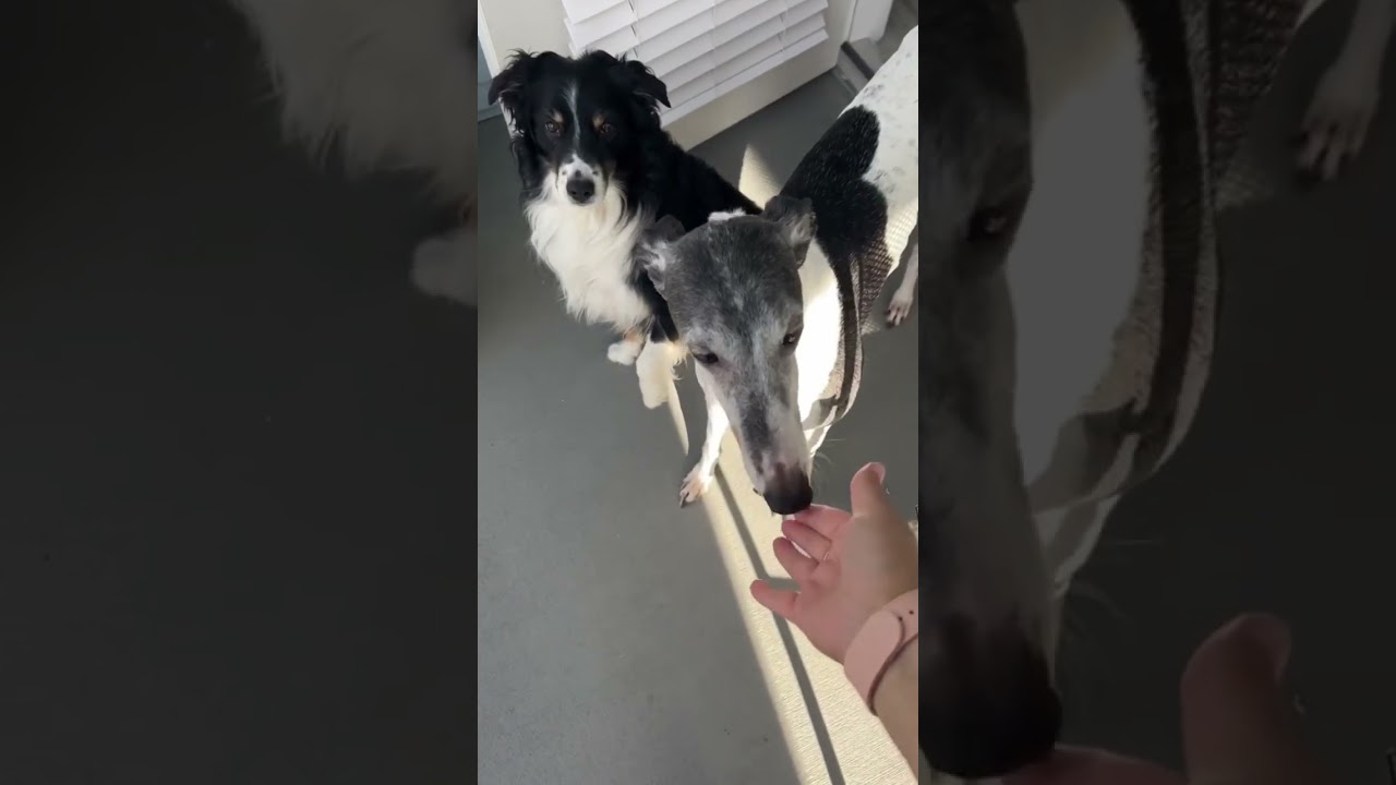 They deserve to have some magic too! 