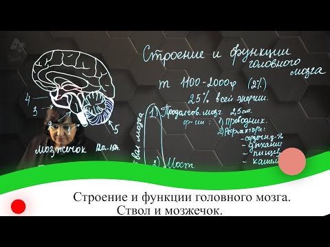 Строение и функции головного мозга. Ствол и мозжечок. 7 класс.