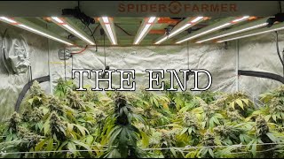 Ultimate Grow Showdown: SE5000 vs G8600 on Day 56 | Countdown to Harvest in 3 Days!