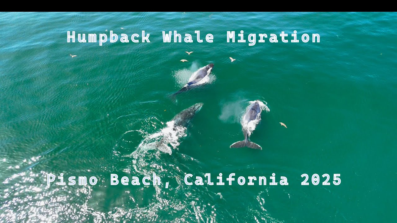 Humpback Whale migration, Pismo Beach, California, October, 2025, Whales, Dolphins, feeding frenzy