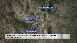 Harmful algae blooms found in three more New Mexico lakes