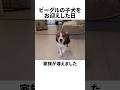 【今日からここが君の家だ】生後3ヵ月のビーグル犬│部屋より段ボールが気になります笑