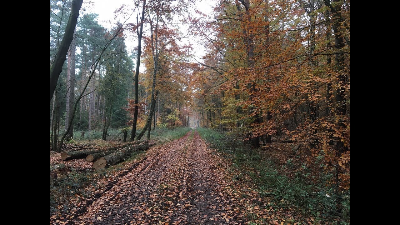🌳 🌳DAS habe ich  auf meinem Sonntags - Waldspaziergang gefunden!   ...🌳