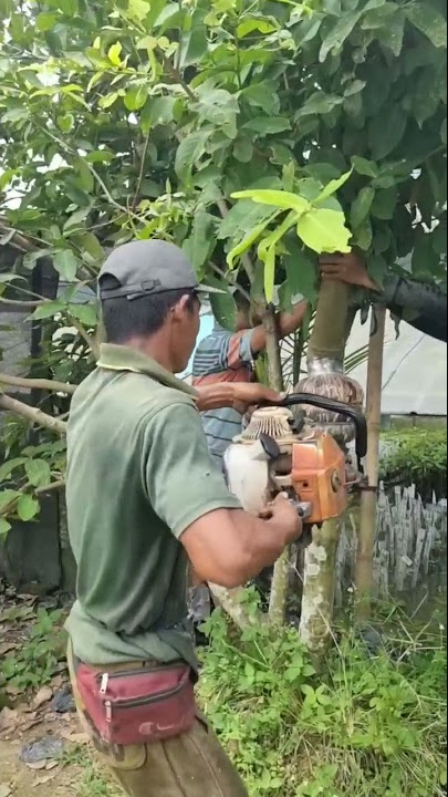 CANGKOK JUMBO JAMBU AIR BERBY SUGAR BATANG JUMBO