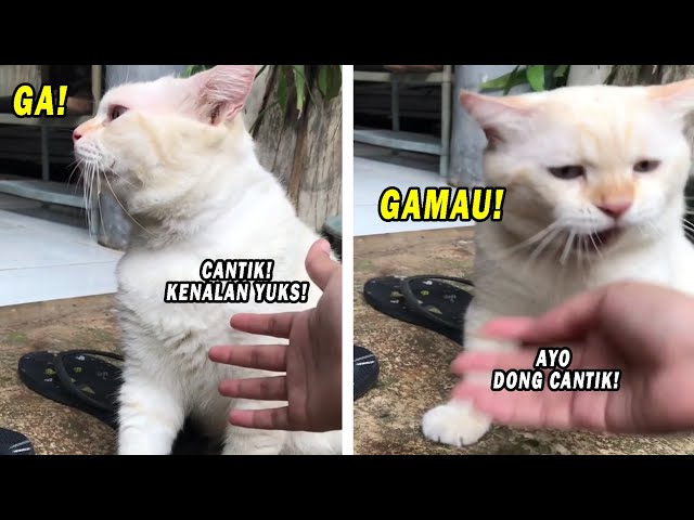GEMES BANGET! Si Kucing Jual Mahal Gamau Diajak Kenalan, Giliran Dikasih Wiskas Langsung Nempel! class=