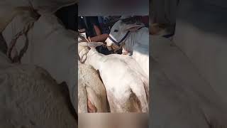 Sapi 🐄 harga sembilan juta rupiah 20 Juni 2026