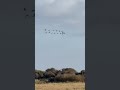 Kaz sürüsü sizce bunlar Türkiye de olsaydı başlarına ne gelirdi 😂#gooses#views #nature