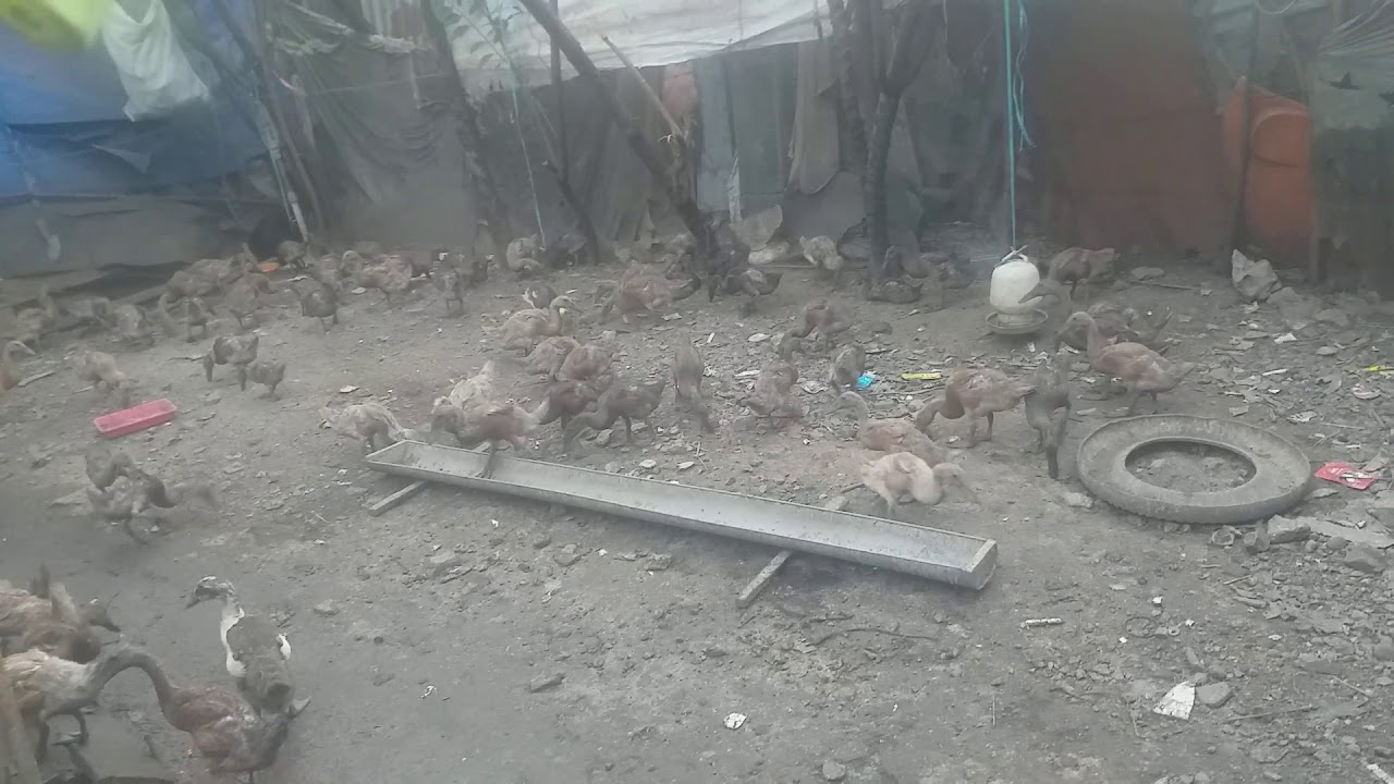 Ternak bebek mambi 