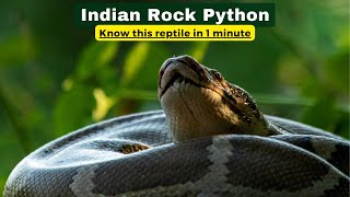 This Python Was WAY Too Close 😨