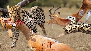 Terrible... Leopard Hunts And Eats Impala Alive - Leopard Vs Impala