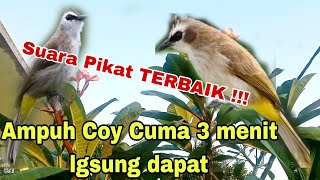 Suara Pikat Burung TRUCUKAN paling AMPUH! Dijamin Anti Zonk || @ObonKuy7