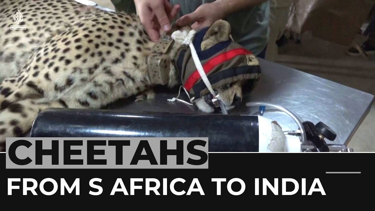 اثنا عشر فهداً من جنوب أفريقيا يبدأون رحلتهم إلى الهند