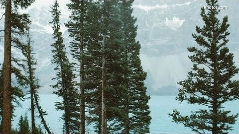 Trees Discovered In Antartica