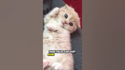 Watch the video about Cute Scottish Folds Cats! #cute #cuteanimals #fyp #viralvideo #cat #adorable #mustwatch #pets