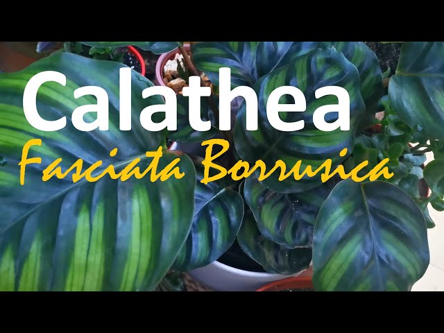 Calathea Fasciata Borrusica is a real must for foliage lovers - YouTube