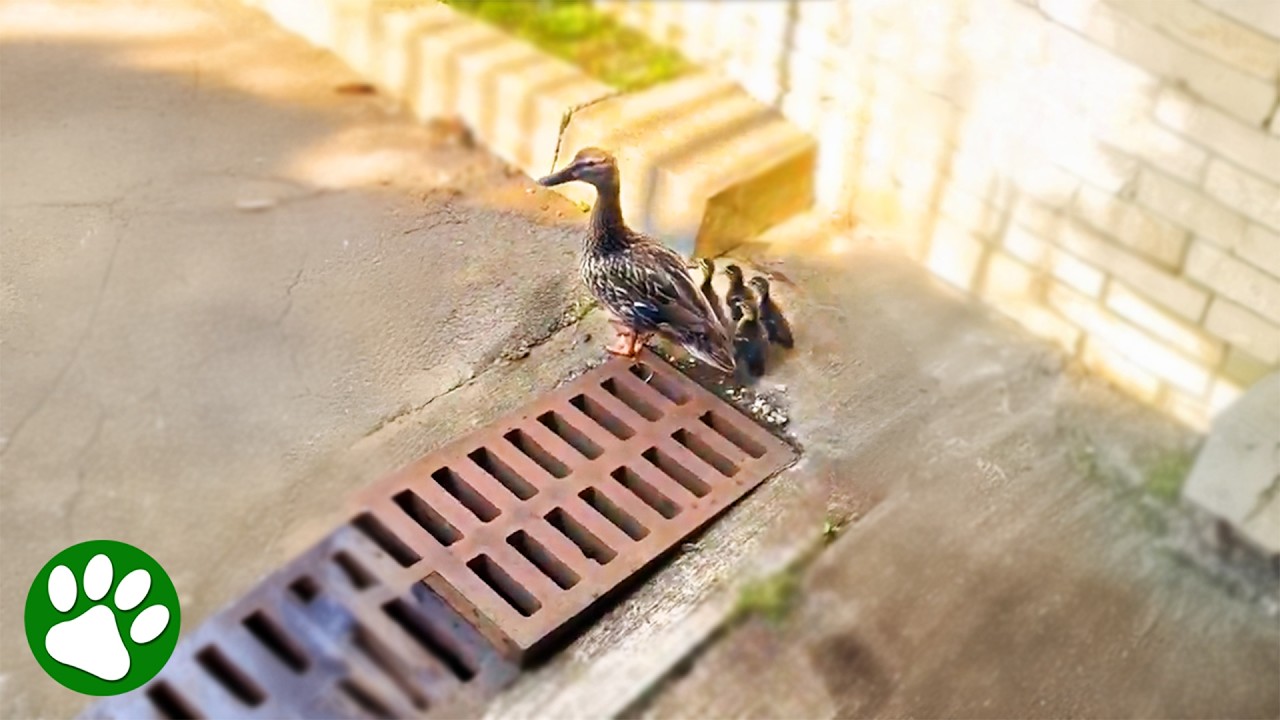 Мама-утка просит женщину о помощи ❤️