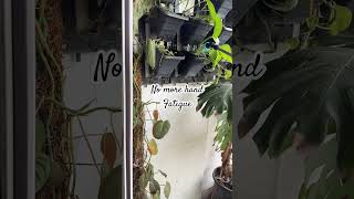 🌿 I fertilized my vertical garden THIS way and it actually worked!