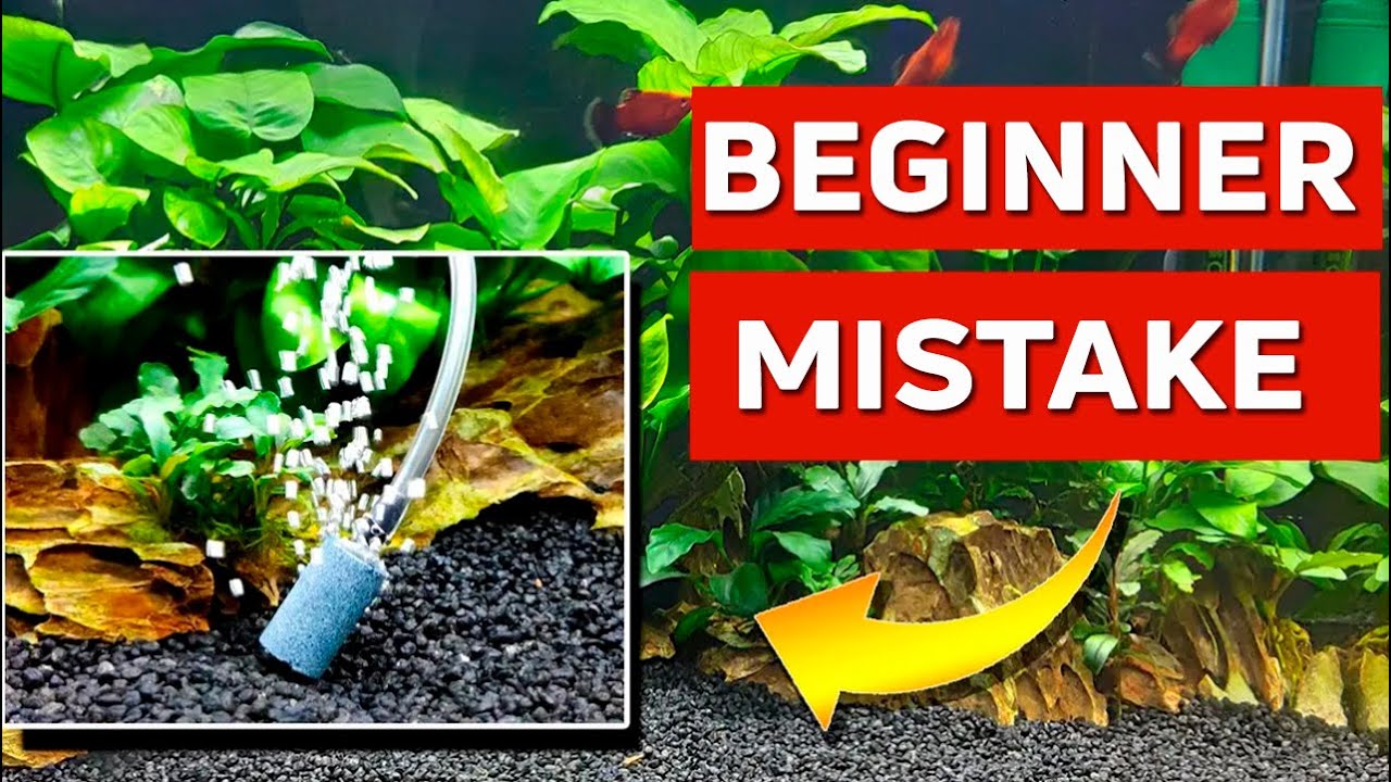 How to Oxygenate Your Aquarium Properly and for FREE (Forget the Air Pump)