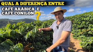 VEJA A DIFERENÇAS QUE VOCÊ NÃO SABIA DO CAFÉ ARÁBICA COM O CAFÉ CONILON