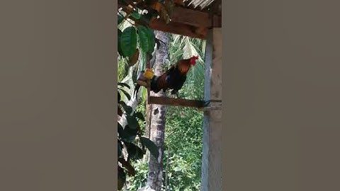 Qaib dib qua zoo 2020