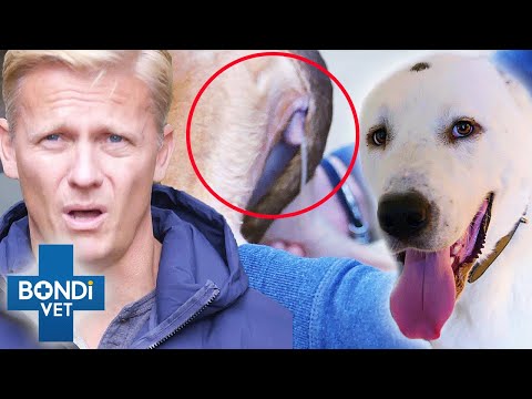 Video: 10 viisi Arthritic Dogi abistamiseks