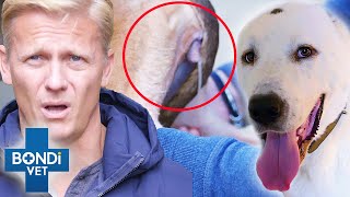 Breeding Dogs Dumped Hurt After Becoming 'Useless'  Coast To Coast S4E10 | Bondi Vet Full Episodes