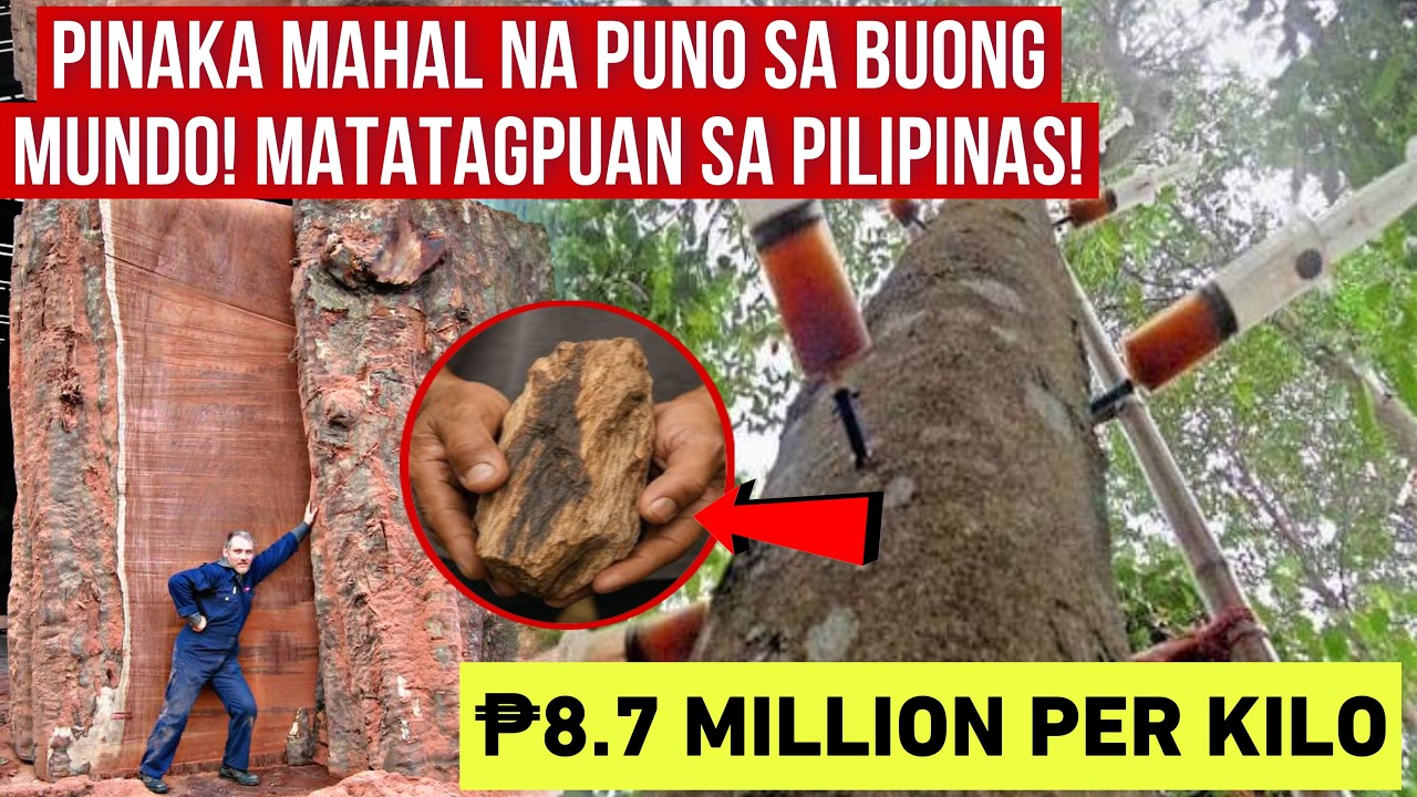 Самое дорогое дерево в мире! Найдено на Филиппинах!