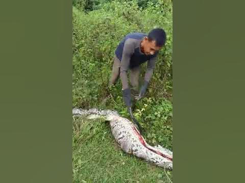 Ular sawa python telan rusa - YouTube