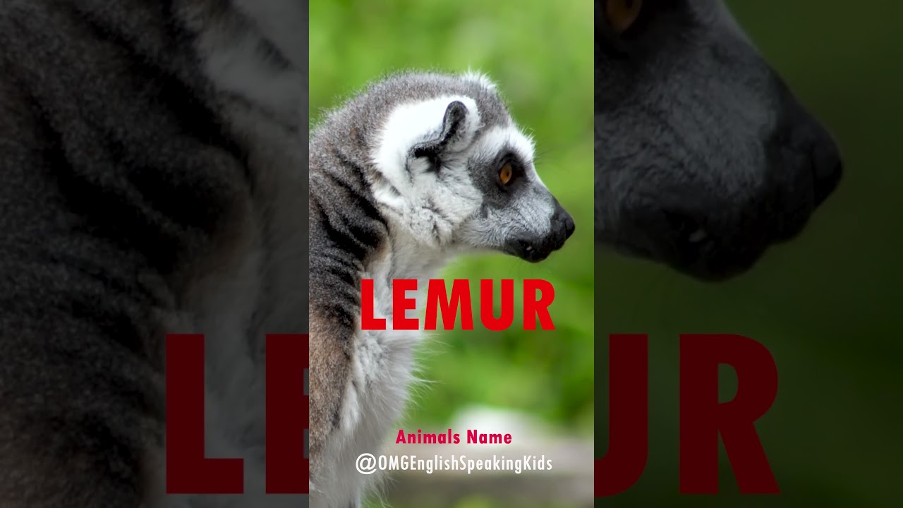 Part 4/7 - Animal Names for Kids | Learn Animals in English | Kids Educational Video