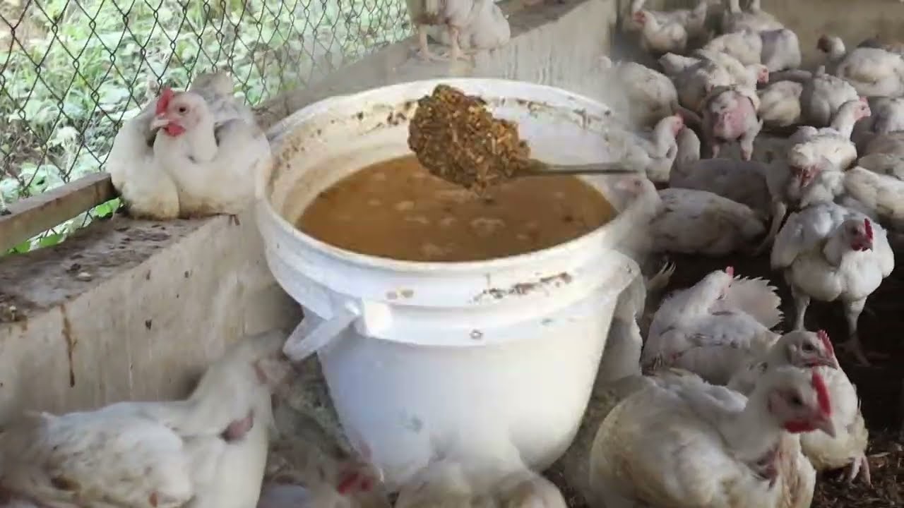Как заставить бройлеров расти быстрее и крупнее, используя процесс ферментации корма, и получить ...