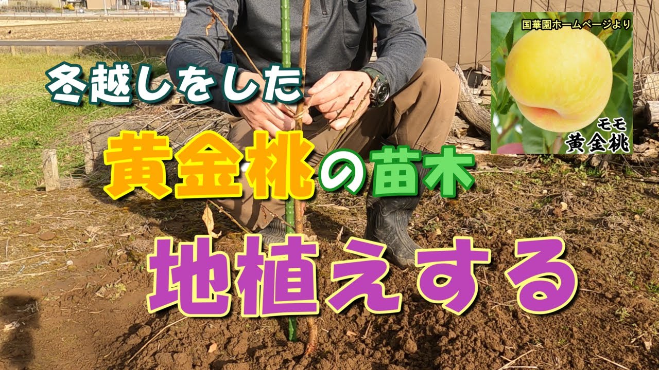 我が家の果樹たち】冬越しをした黄金桃の苗木を地植えする - YouTube